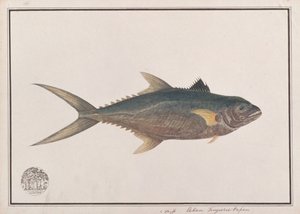 インド太平洋のサバ、マラッカの魚の絵、1805-18年頃（紙にトイレ） 作： Chinese School